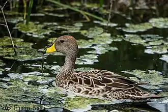 Yellow-billed teal in the Batuco wetlands.