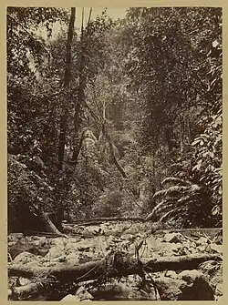 Wilds of the Isthsmus., 1871, albumen silver print, 27.6 × 20.2&nbsp;cm (10 7/8 × 7 15/16 in.), J. Paul Getty Museum, Los Angeles, California