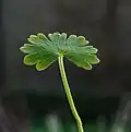 Young leaves of Geranium molle var. Brutium.