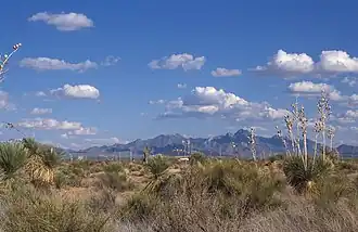Grasslands and shrubs in the foreground beneath a deep blue sky with mountains in the distance