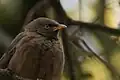 Jungle Babbler