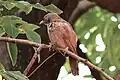 Jungle babbler in Chandigarh.
