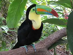 Keel-billed toucan (Ramphastos sulfuratus)