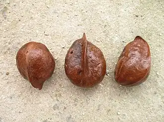 Mature fruit