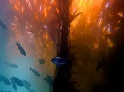 Scuba diving in a kelp forest in California