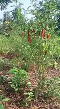 Khola chilli plant at an agricultural farm