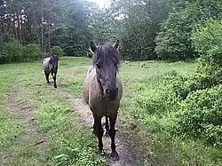 Polish ponies, a.k.a. "koniki"