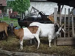 A female and a male goat on a farm in Polonje