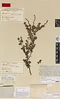 Lectotype of K. sinclairii from the Auckland War Memorial Museum herbarium