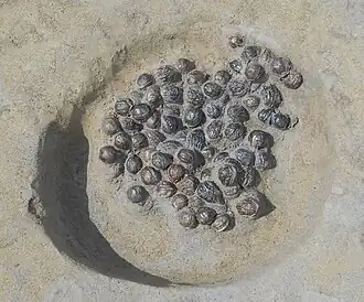 Remains of Japanese walnuts from a storage pit of the Yayoi period