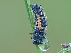 Ladybird larva