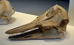 Dolphin skull on display in museum