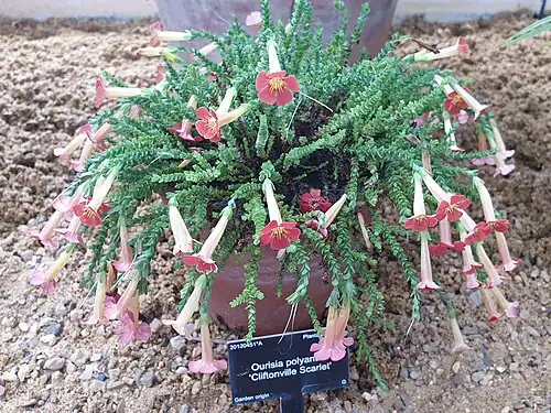 Cultivated O. polyantha