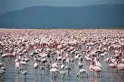 Colony of lesser flamingos at Lake Nakuru