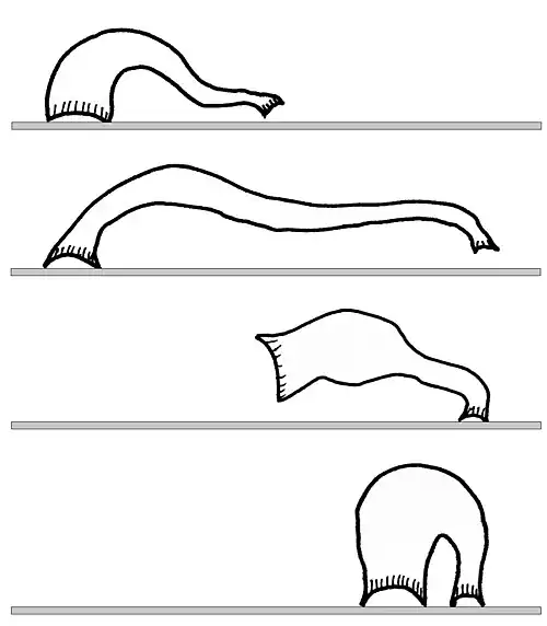 Sketches of the looping movement of a leech using its front and back suckers