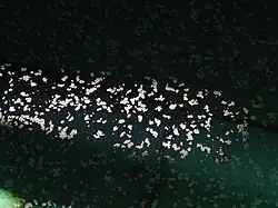 Detail of calcite rafts on the surface of water in Carpinteria Reservoir