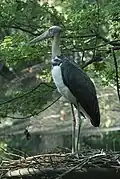 Lesser adjutant