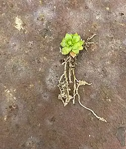 Lepuropetalon spathulatum