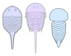 Diagram of Beckwithia typa, a basal aglaspididan (left), Aglaspis spinifer (Agaspididae) (middle) and Tremaglaspis vanroyi (Tremaglaspididae) (right)