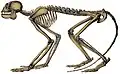 Skeletal restoration