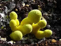 Leucocoprinus birnbaumii