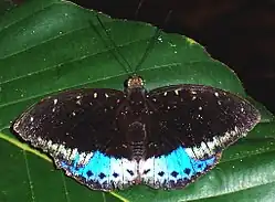 L. pardalis (male)