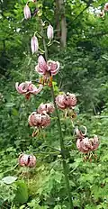 Martagon lily.