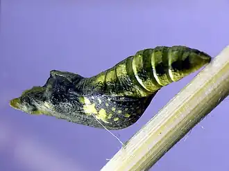 Pupa