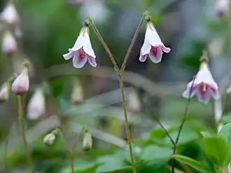 Twinflower