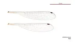 Male Lithosticta macra wings
