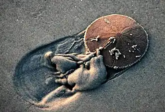 A "sand dollar" in its environment.
