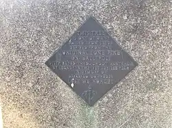 Lone Pine tree (Pinus brutia) at the Victorian School of Forestry (Creswick). Planted 1965, dedicated in 1975.