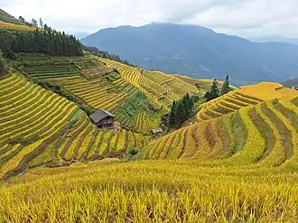 Longji rice terraces