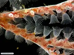 Lophophores of Bugula neritina