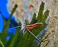 A Pacific cleaner shrimp (Lysmata amboinensis) on top of a C.&nbsp;taxifolia specimen within a marine aquarium