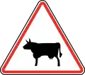 115.1 Domestic animals crossing (cows)