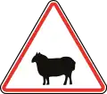 115.2 Domestic animals crossing (sheep)