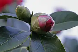 Flower buds of an unspecified camellia