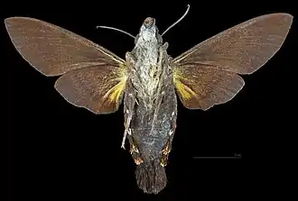 Macroglossum corythus ♂ △