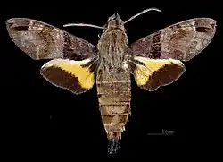 Macroglossum pyrrhosticta male