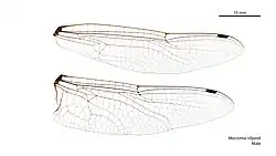 Male wings