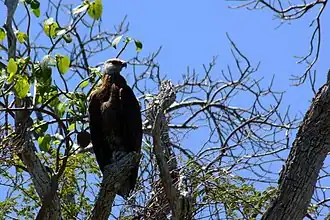 Haliaeetus vociferoides in the Anjajavy Forest