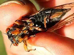 Female ventral Brood XIII, 2024