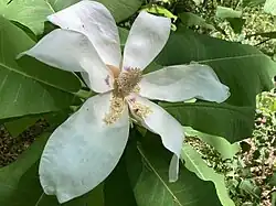 Magnolia.