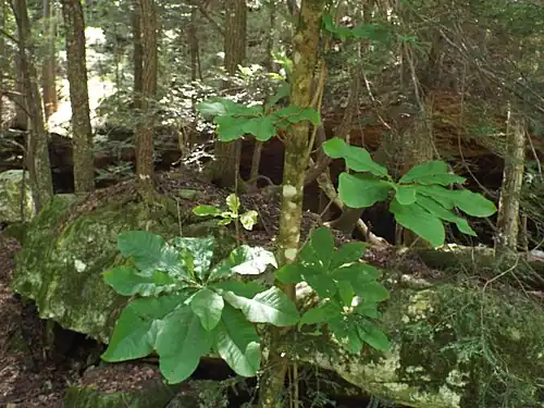 Young tree in North Chickamauga Creek, Tennessee