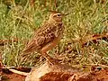 Malabar lark, Sakleshpur, India