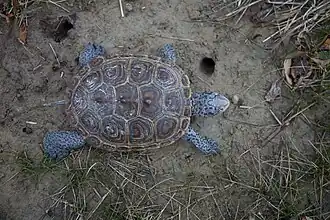 The diamond pattern of the turtle's back