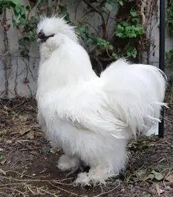 White cock