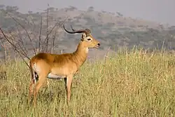 Brown bovid