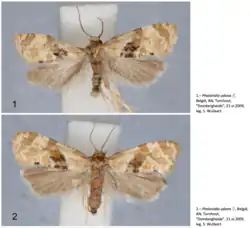 Two images of ''Phalonidia udana'' are depicted; the higher image depicts a male, while the lower image depicts a female. There is text next to both images. The male text says: 1.– Phalonidia udana ♂, België, AN, Turnhout, "Dombergheide", 21.vi.2009, leg. S. Wullaert. The female text says: 2.– Phalonidia udana ♀, België, AN, Turnhout, "Dombergheide", 21.vi.2009, leg. S. Wullaert.